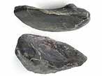 Fossile d'caille ganoide de Poisson Lepidotes maximus du jurassique Boulonnais